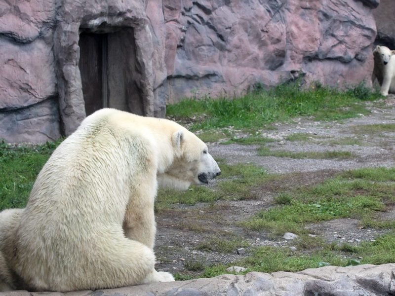 Im Alaska-Bereich der Zoom Gelsenkirchen gibt es eine Neuheit für Bill und Lara!