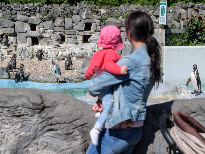 Zoo NRW Pinguine
