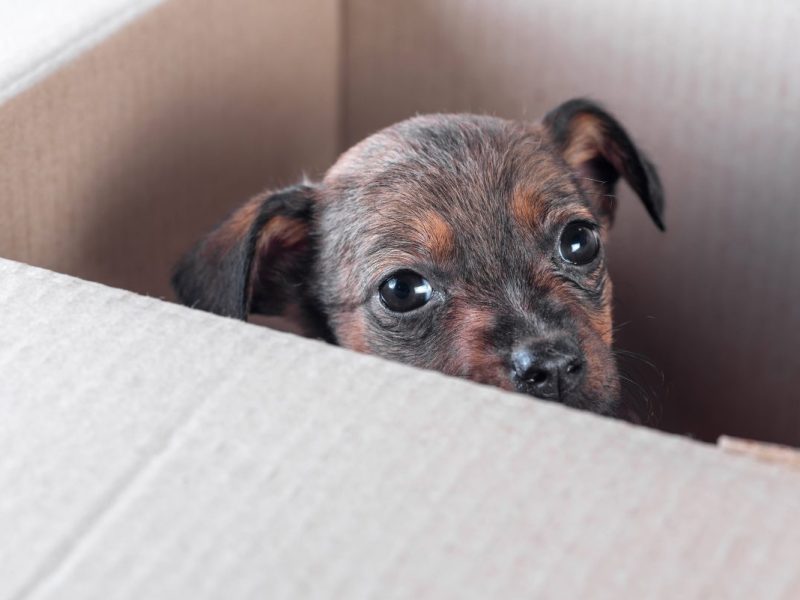 Dem Tier im Tierheim in NRW konnte nicht mehr geholfen werden.