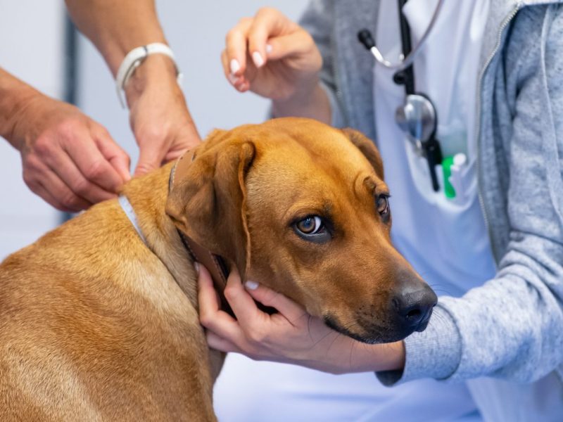 Ein Hund in NRW wurde eiskalt sitzen gelassen! (Symbolfoto)