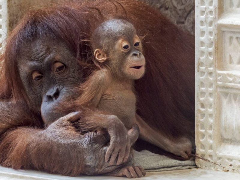 Zoo Dortmund: Irre Szenen im Gehege.