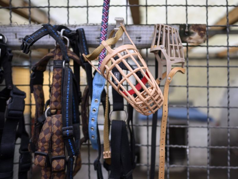 Ein Tierheim in NRW erlebte eine besondere Überraschung! (Symbolfoto)