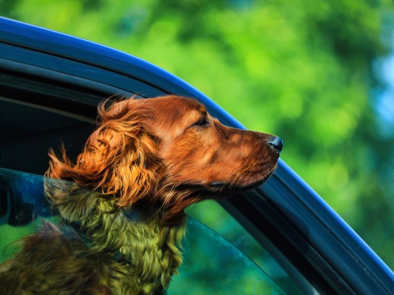 Urlaub mit Hund: Reisende sollten die Tollwut-Impfungs-Frist beachten