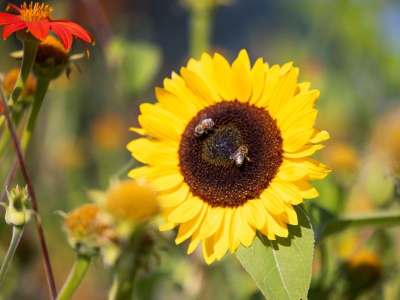 Wie wird das Wetter in NRW in den letzten Sommertagen?