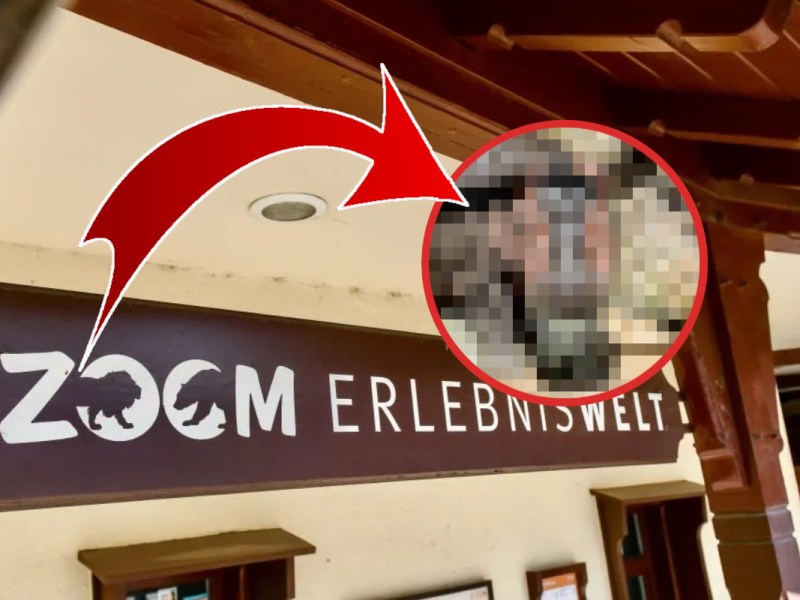 zoom gelsenkirchen flusspferd