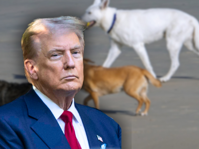 Trump sorgt mit bizarren Aussagen zur Einwanderung für Aufsehen: Warum seine Worte über Haustiere und Migranten nicht nur absurd, sondern gefährlich sind.