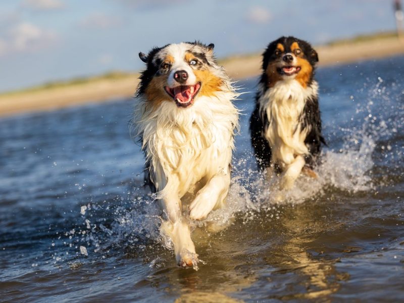 Urlaub mit dem Hund am Strand in Deutschland