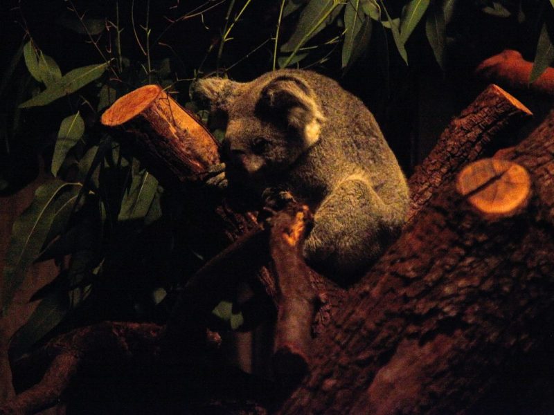 Zoo Duisburg Koala Nacht