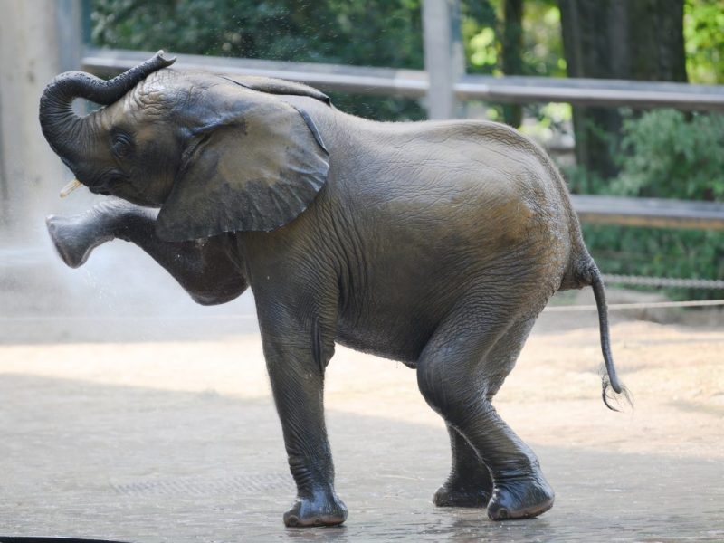 Zoo Wuppertal: Besucher-Lieblinge nicht mehr da.