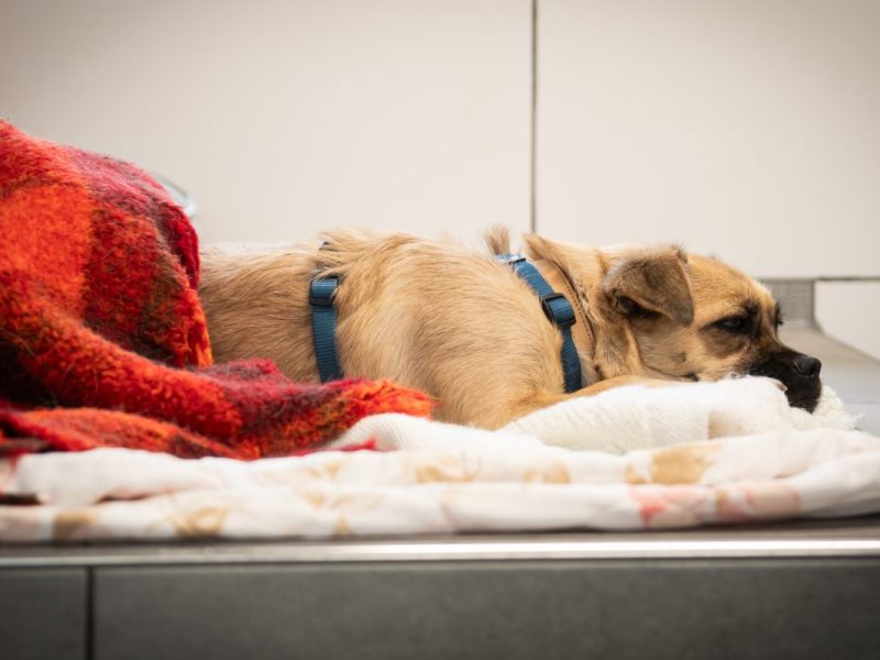Ein Hund liegt in der neuen Krankenstation des Tierheims Essen.