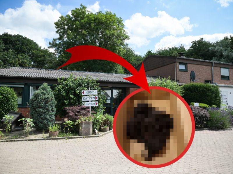 tierheim bochum katzen