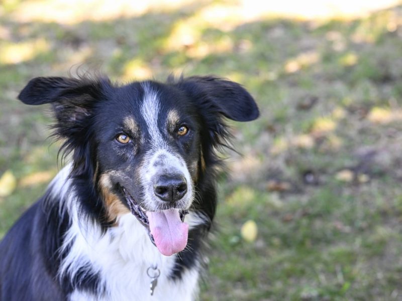 Hund aus Gelsenkirchen