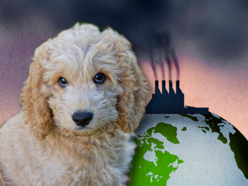 Grüne-Jugend-Chef sieht Haustiere kritisch