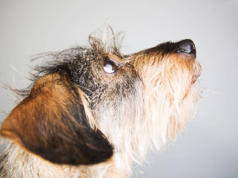 Bürgergeld-Empfängerin Ella sind die OP-Kosten für ihren Hund zu teuer.