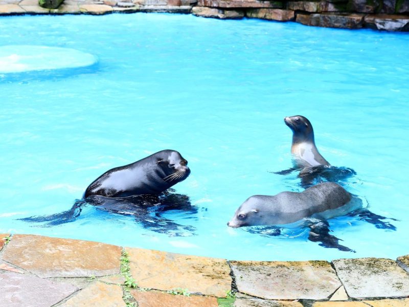 Der Zoo Dortmund baut seit über drei Jahren an einer neuen Anlage für die Robben. (Archivfoto)