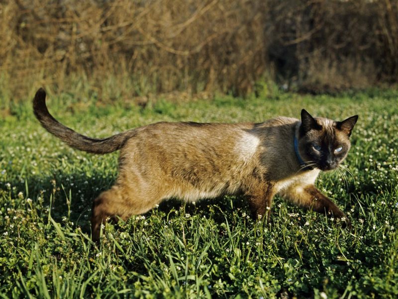 Seal Point Siam Hauskatze