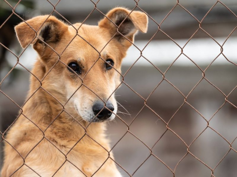 Das Schicksal eines Hundes in einem NRW-Tierheim macht Tierpfleger und Freunde wütend. (Symbolfoto)