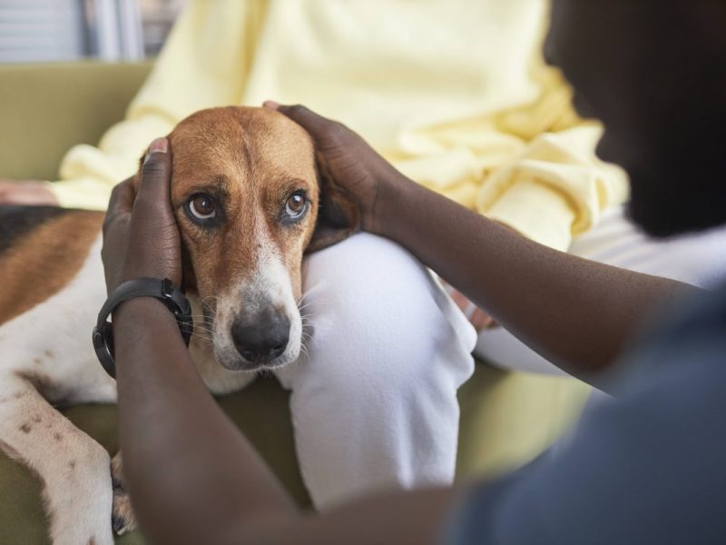 Tierheim NRW: Kritik