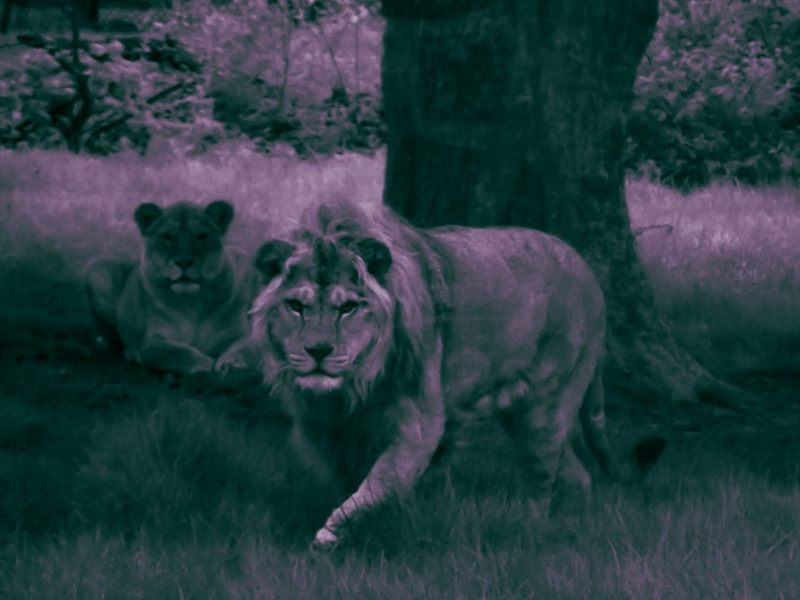 Zoom Gelsenkirchen: Halloween