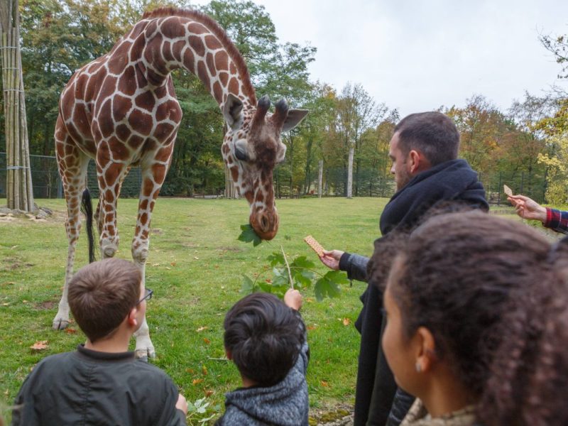 Alwetterzoo Münster Giraffe