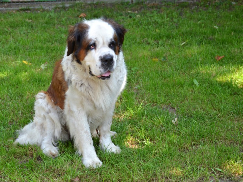 Hund Mia aus dem Tierheim Paderborn