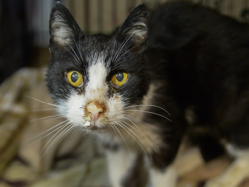 Tierheim Essen: Traurige Bitte wegen verschwundener Tiere.