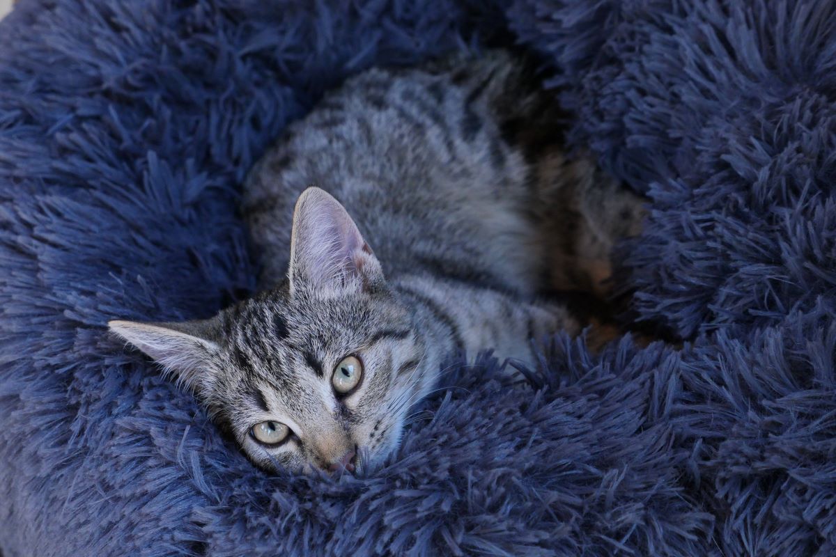 Ein Tierheim in NRW muss vorerst auf Besuche verzichten.