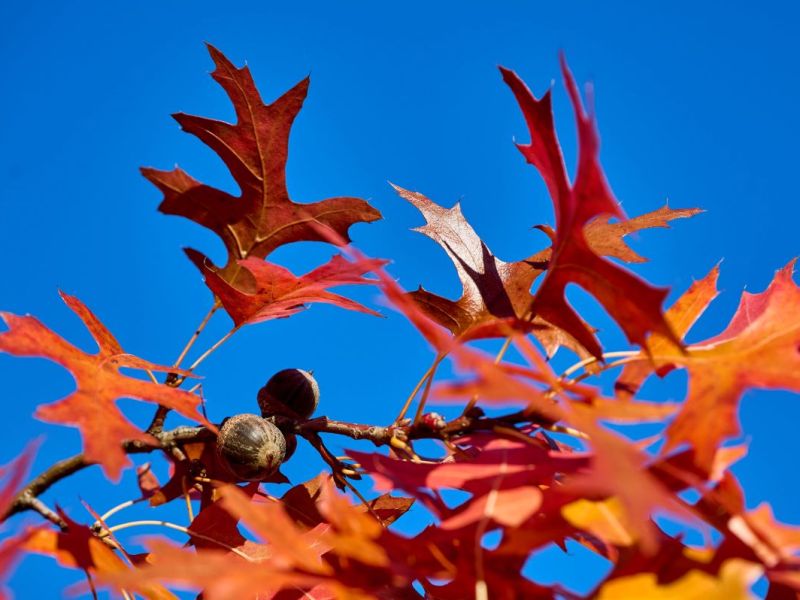 Wie wird das Wetter in NRW in den nächsten Herbsttagen?