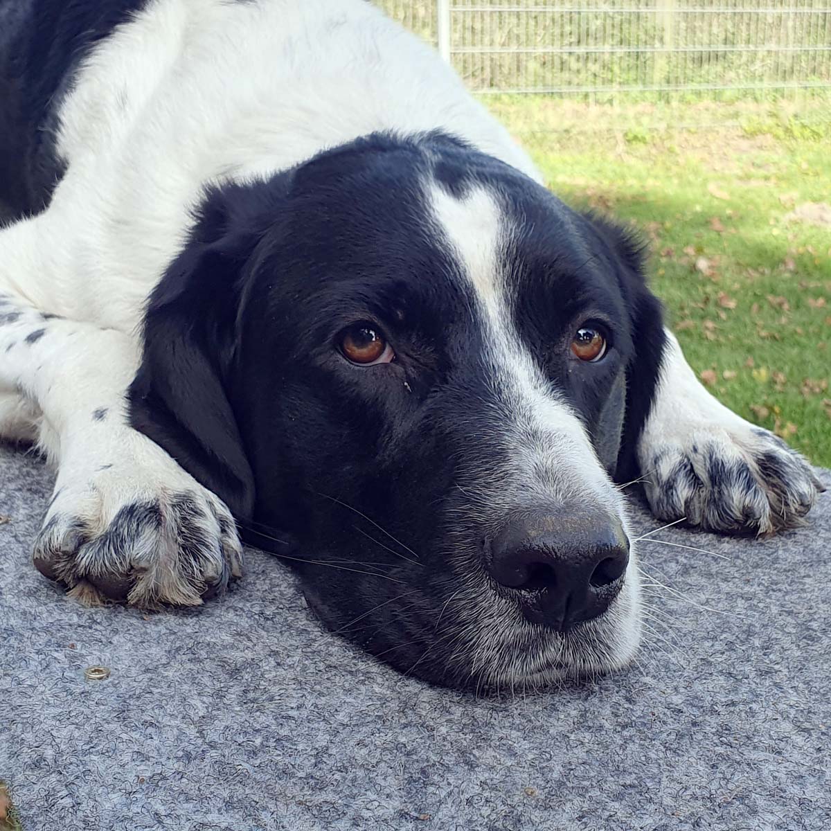 Hund Momo im Tierheim Moers