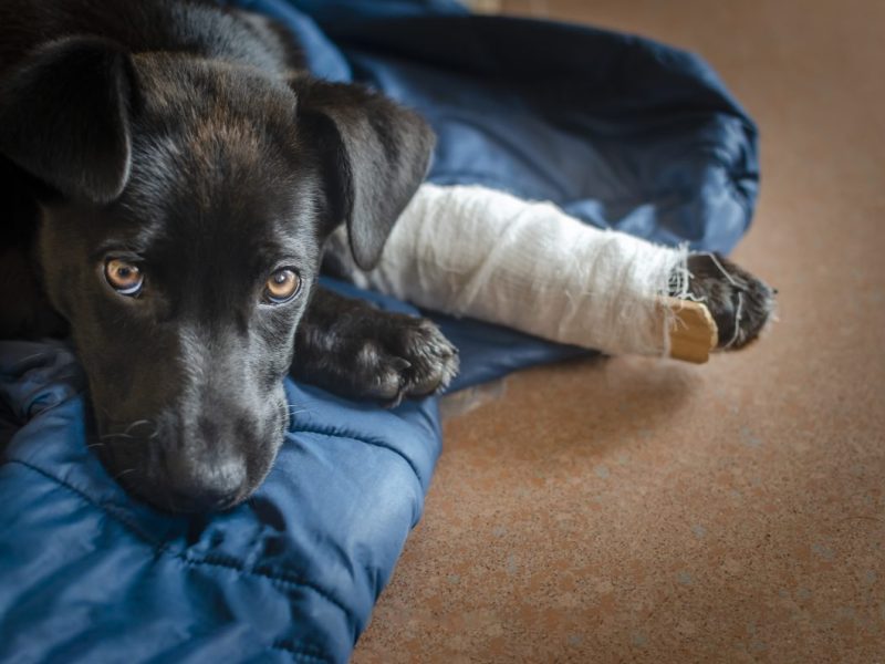Tierheim NRW: Hunde-Drama (Symbolbild)