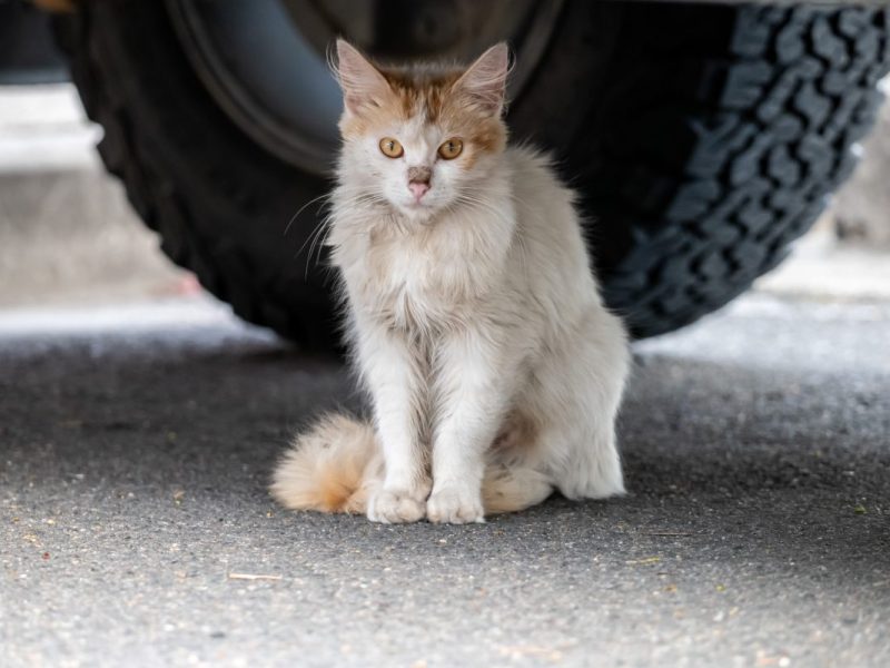 NRW: Katze angefahren (Symbolbild)