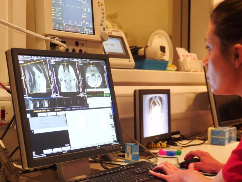 Tierheim Bochum: Quälerei (Symbolbild)