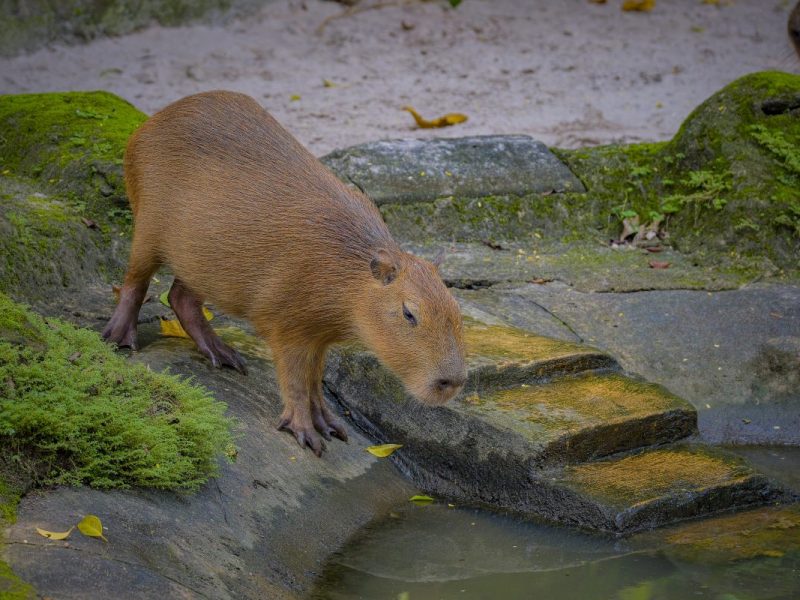 Capybara im Zoo