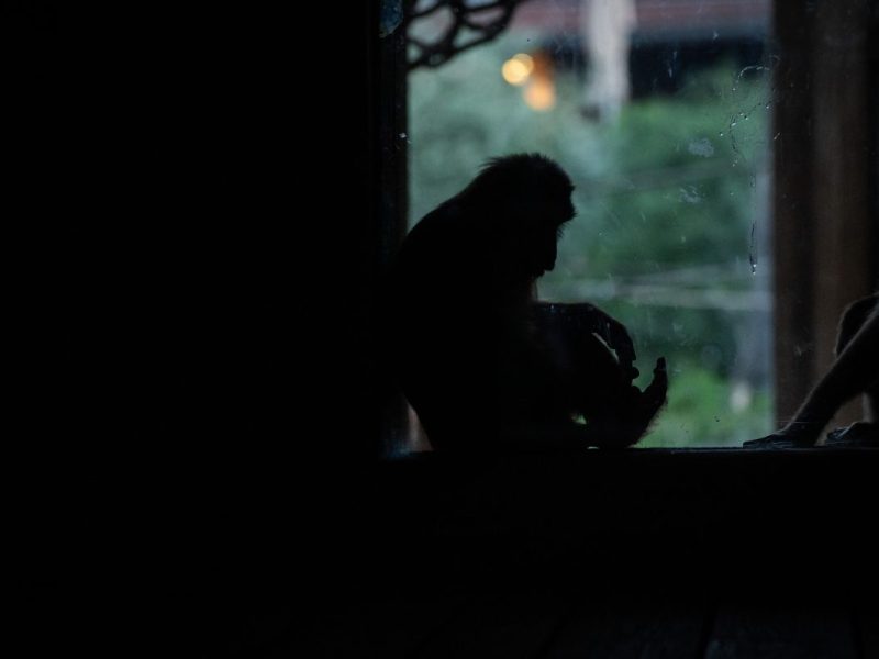 Zoo Gelsenkirchen: Nachwuchs