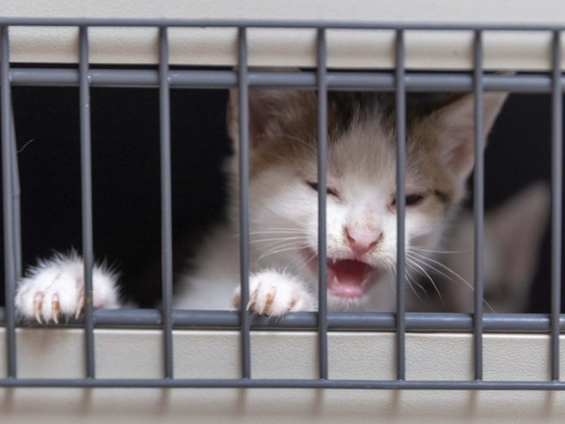 Tierheim NRW (Symbolbild)