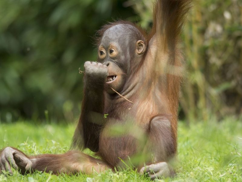 Allwetterzoo Münster Orang-Utan