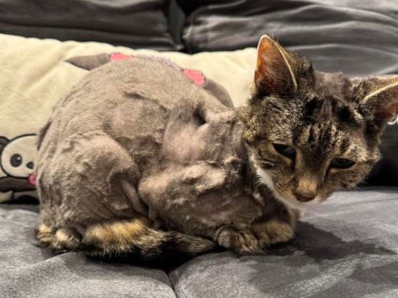 Bottrop Katze Penny vollkommen kahl rasiert