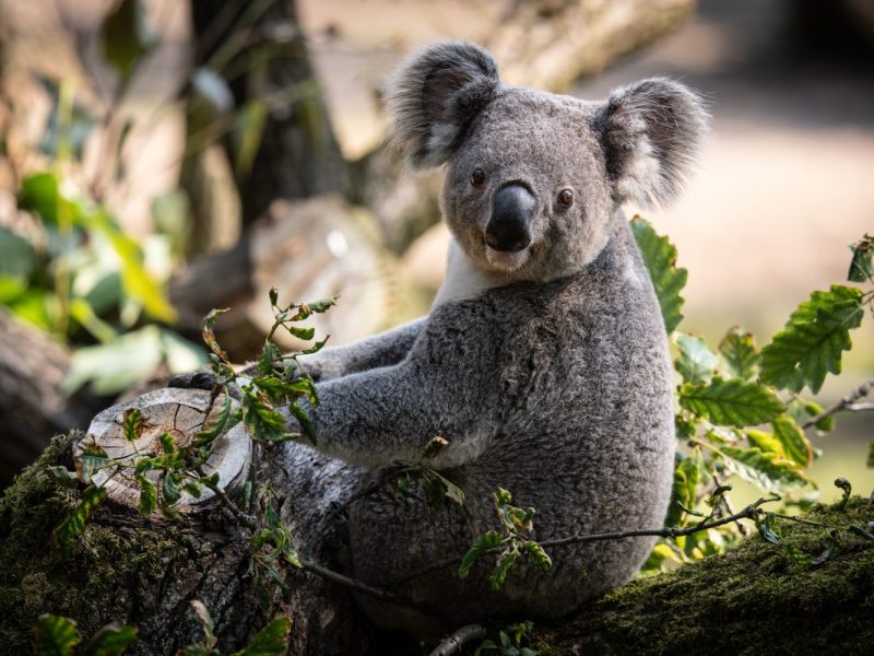 Zoo Duisburg in tiefer Trauer nach drei Todesfällen.