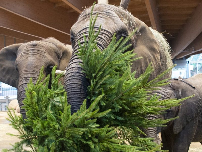 Weihnachtsstimmung im Zoo Wuppertal in NRW! (Archivfoto)