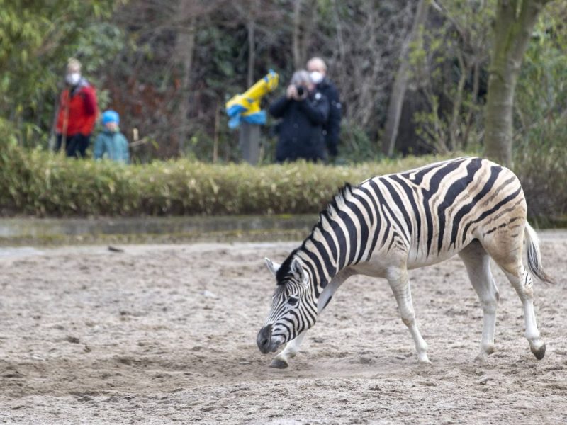 Zebra im Zoo Duisburg