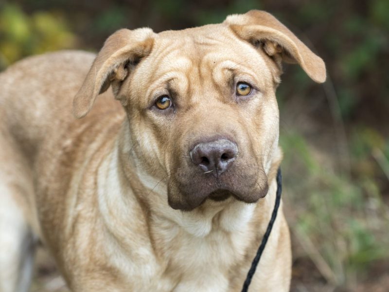 Hund, Sharpei-Mix