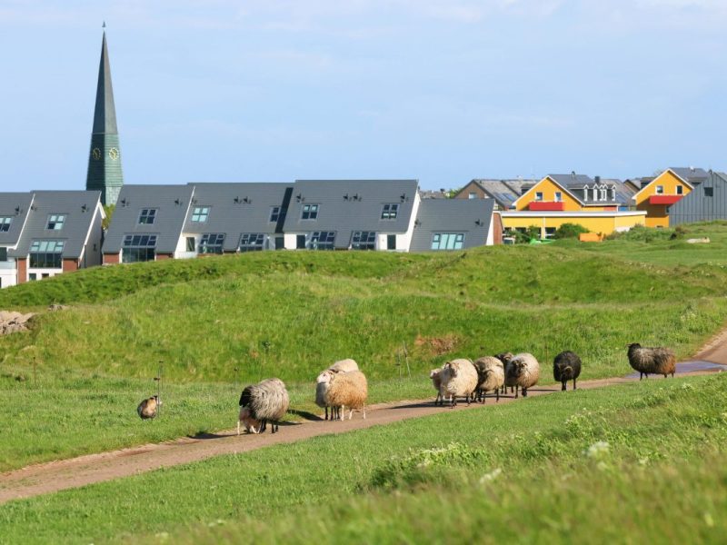 Schafe auf der Urlaubs-Insel Helgoland an der Nordsee