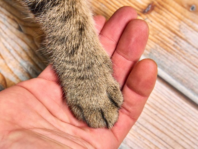 Tierheim in NRW: Spende