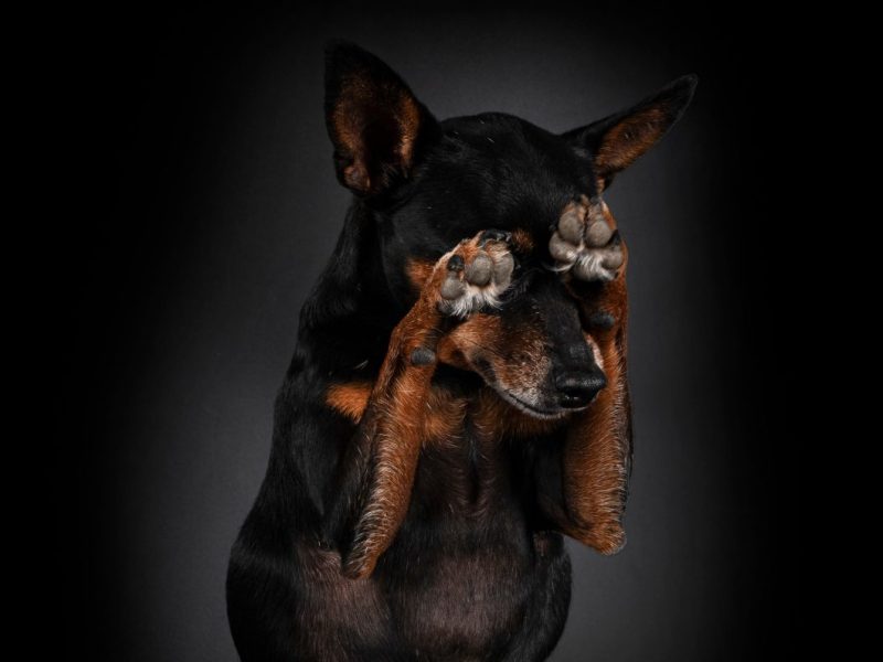 Weihnachtsmarkt Magdeburg