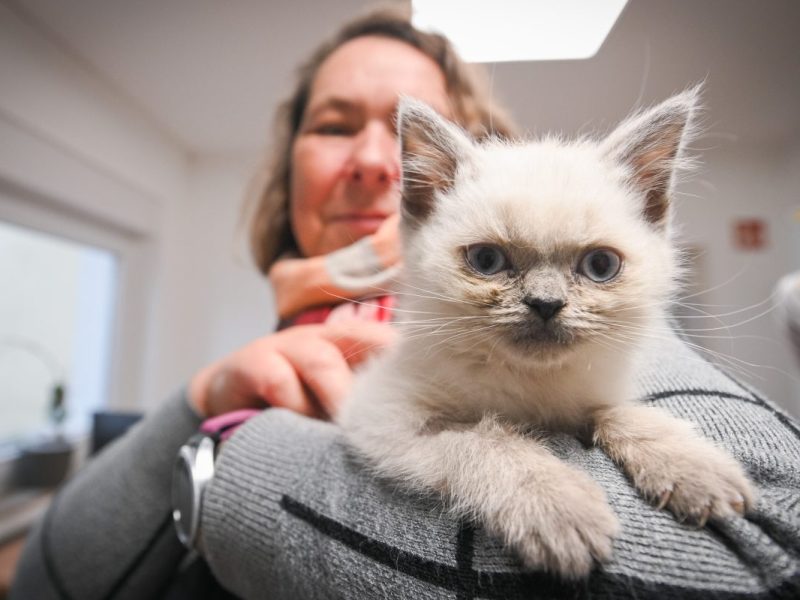 Tierheim Essen: Symbolbild