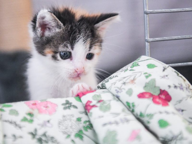 Katzen-Baby im Tierheim