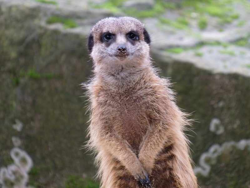 Zoos in NRW mit unglaublichen Szenen.