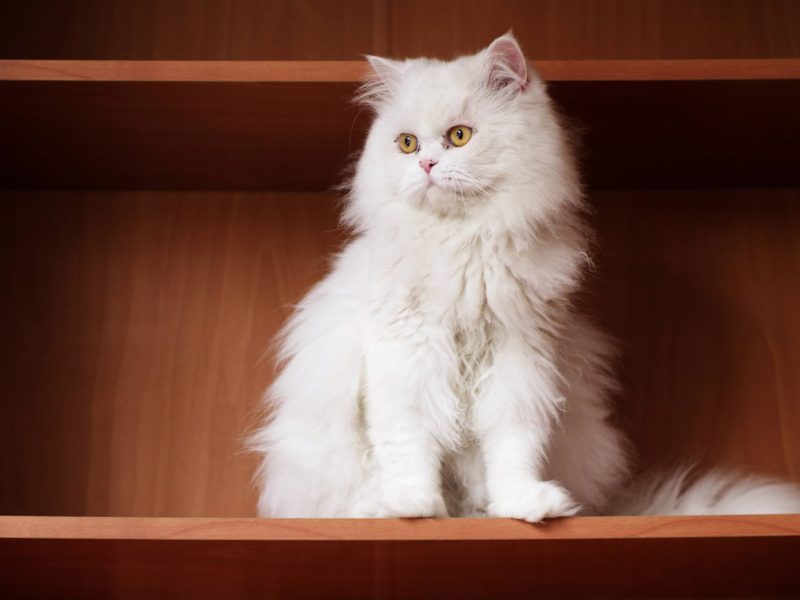 Katze in Bochum ausgesetzt. Jetzt mischt sich 