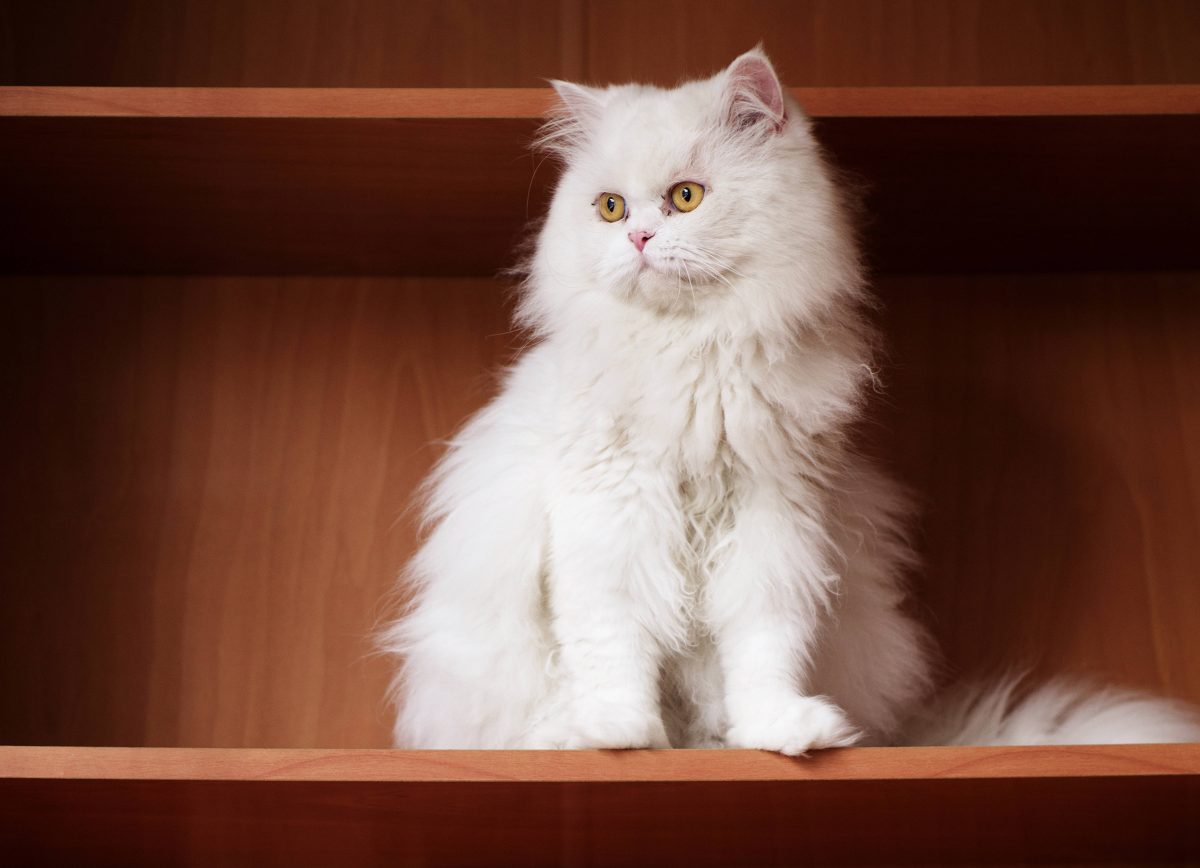 Katze in Bochum ausgesetzt. Jetzt mischt sich