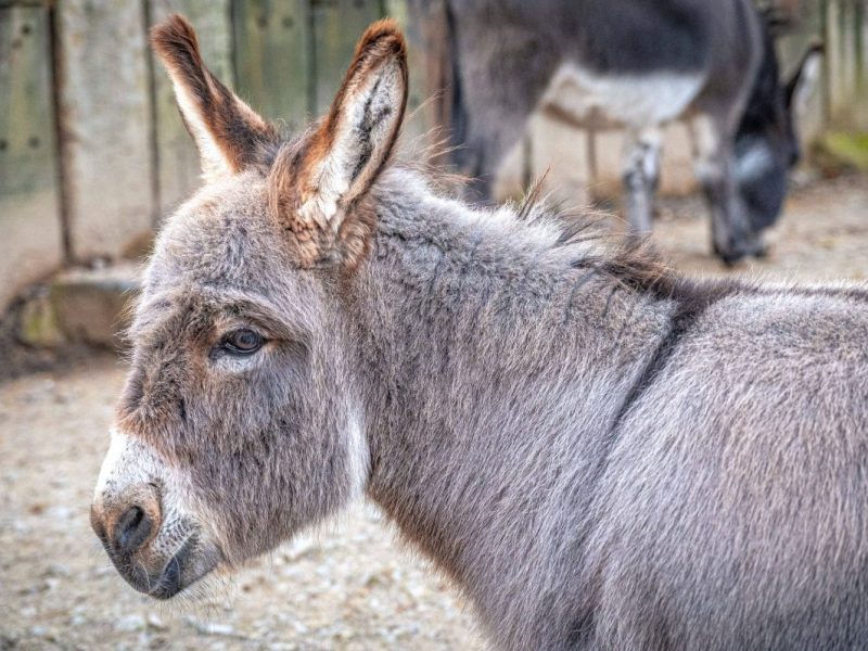 Esel im Zoo